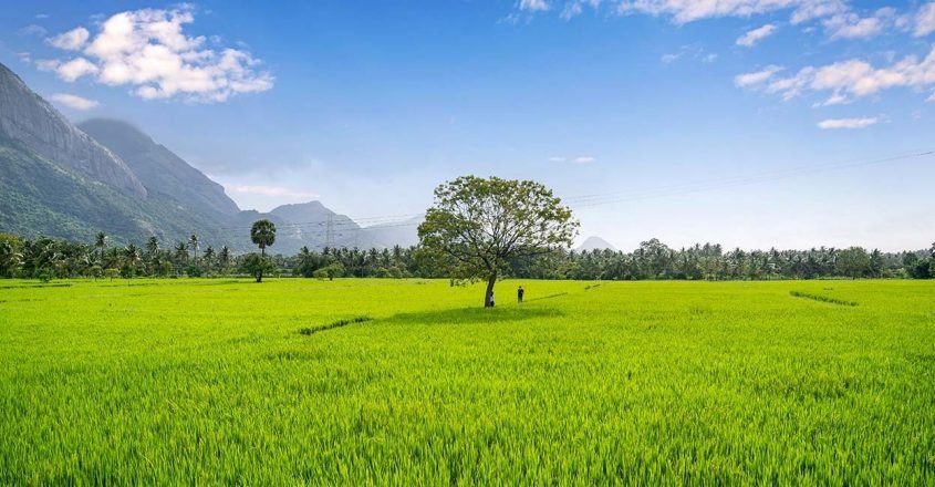 Kollengode Thamarapadam paddy fields summer offer at Seetharkundu Resorts