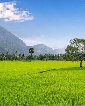 Thamarapadam lush paddy fields of Kollengode near Seetharkundu Resorts