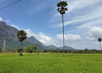 Thamarapadam lotus pond near Seetharkundu Resorts Kollengode