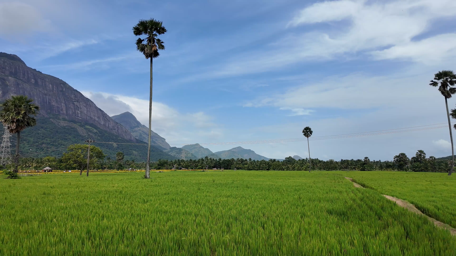 Thamarapadam paddy fields near Seetharkundu Resorts Kollengode